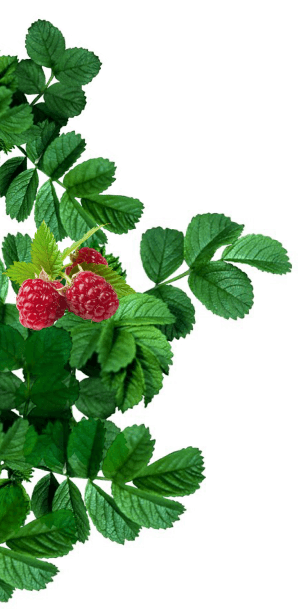 raspberry